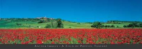 Framed Field of Poppies, Tuscany Print