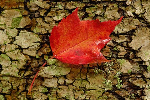 Framed Red maple in White Mountain Forest, New Hampshire Print