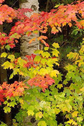 Framed Autumn color, White Mountain Forest, New Hampshire Print