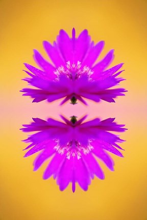 Framed Aster flower in autumn, New Hampshire Print