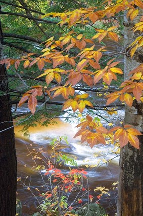 Framed Stream and Fall Foliage, New Hampshire Print