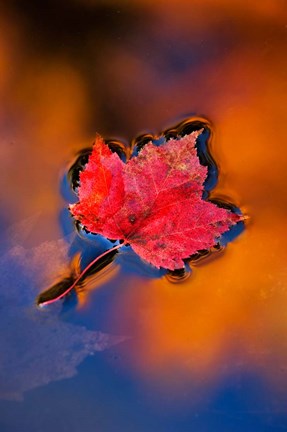 Framed Maple Leaf in Fall Reflections, White Mountains, New Hampshire Print