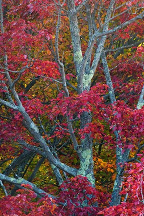 Framed Franconia Notch State Park, White Mountains, New Hampshire Print