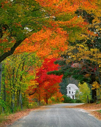 Framed Road lined in fall color, Andover, New England, New Hampshire Print