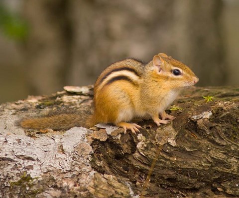 Framed New Hampshire; Lincoln; Franconia Notch SP, Chipmunk Print