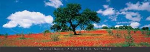 Framed Poppy Field, Andalusia Print