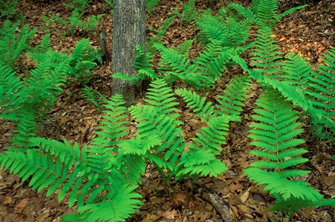 Framed Ferns Next to Woodman Brook, Tributary of the Lamprey River, New Hampshire Print