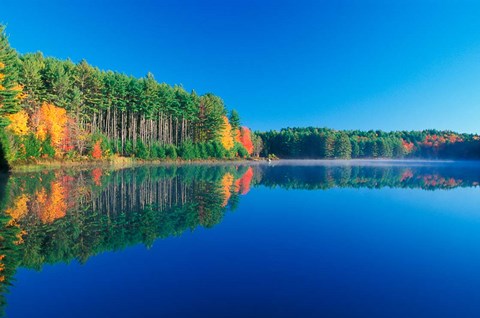 Framed White Pines and Hardwoods, Meadow Lake, New Hampshire Print
