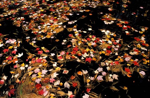 Framed Red Maple Leaves in Reservoir, Boat Meadow Brook, Bear Brook State Park, New Hampshire Print