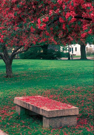 Framed Crab Apple Trees in Prescott Park, New Hampshire Print