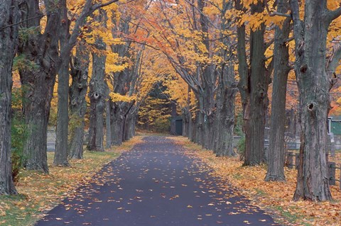 Framed Sugar Maples in a Rye Cemetary, New Hampshire Print