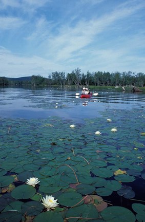 Framed Fragrant Water Lily, Kayaking on Umbagog Lake, Northern Forest, New Hampshire Print