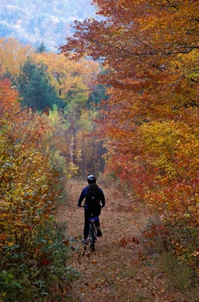 Framed Mountain Biking on Old Logging Road, New Hampshire Print