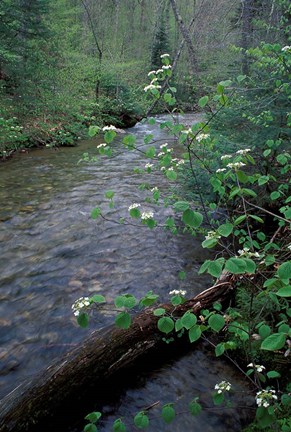 Framed Hobblebush, Pemigewasset River, White Mountain National Forest, New Hampshire Print