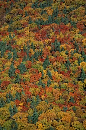 Framed Fall Foliage on the Slopes of Mt Lafayette, White Mountains, New Hampshire Print