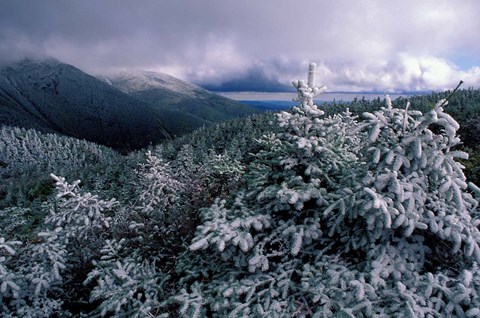 Framed Snow Coats the Boreal Forest on Mt Lafayette, White Mountains, New Hampshire Print