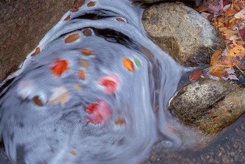 Framed Leaves Swirl in Zealand Falls, Appalachian Trail, White Mountains, New Hampshire Print