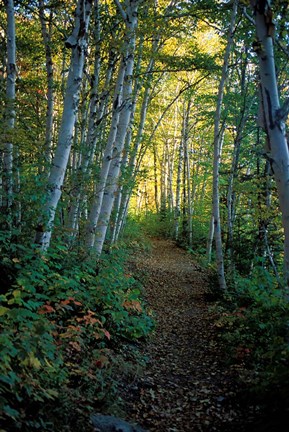 Framed White Birch and Yellow Leaves in the White Mountains, New Hampshire Print