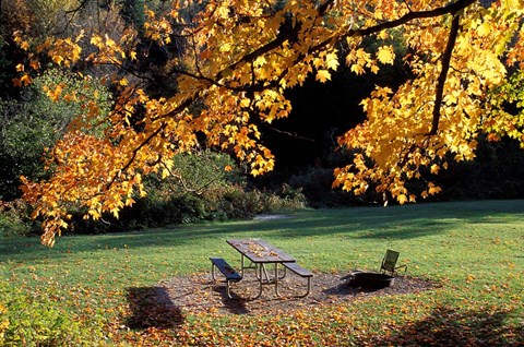 Framed Fall Foliage on Cohos Trail, Zealand Campground, Twin Mountain, New Hampshire Print