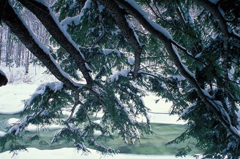 Framed Snow and Eastern Hemlock, New Hampshire Print