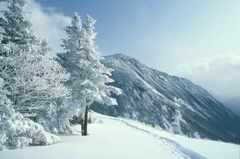 Framed Snow Covered Trees and Snowshoe Tracks, White Mountain National Forest, New Hampshire Print