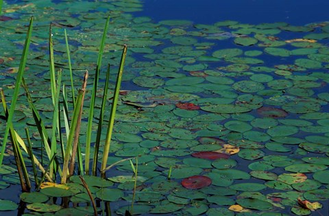 Framed Pond Water Lilies, Brookline, New Hampshire Print