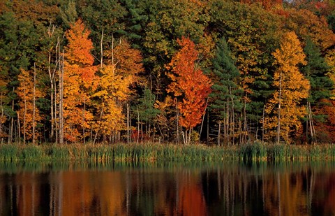 Framed Wetlands in Fall, Peverly Pond, New Hampshire Print