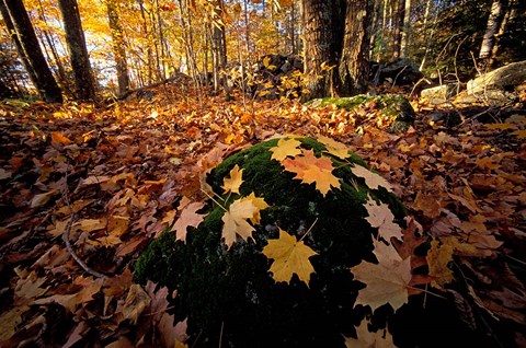 Framed Sugar Maple Leaves on Mossy Rock, Nature Conservancy&#39;s Great Bay Properties, New Hampshire Print