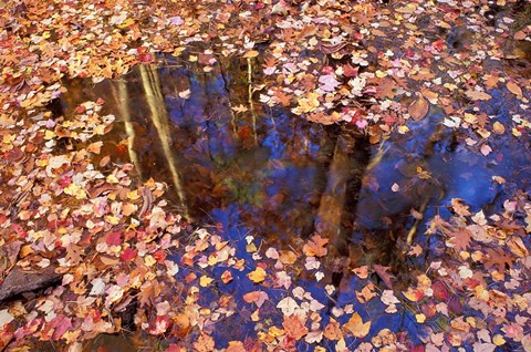 Framed Fall Leaves and Reflections, Nature Conservancy Land Along Crommett Creek, New Hampshire Print