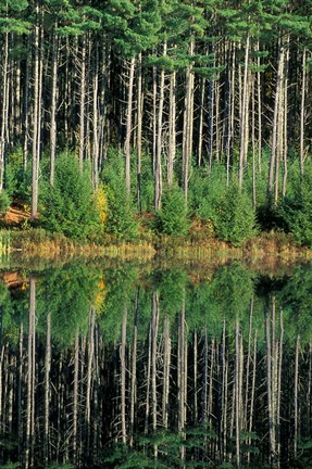 Framed Eastern White Pines in Meadow Lake, Headwaters to the Lamprey River, New Hampshire Print