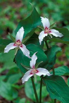 Framed Painted Trillium, Waterville Valley, White Mountain National Forest, New Hampshire Print