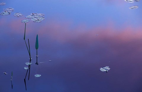 Framed Pickerelweed, Lily Pads and Reflections in Trout Pond, Freedom, New Hampshire Print