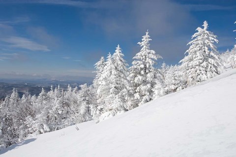 Framed Snowy Trees on the Slopes of Mount Cardigan, Canaan, New Hampshire Print