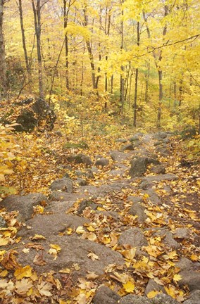 Framed Rock Stairs on the Sugarloaf Trail, White Mountain National Forest, New Hampshire Print