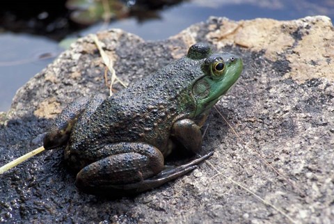 Framed Bull Frog in a Mountain Pond, White Mountain National Forest, New Hampshire Print