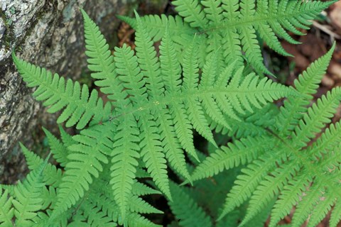 Framed Long Beech Fern, White Mountains National Forest, Waterville Valley, New Hampshire Print