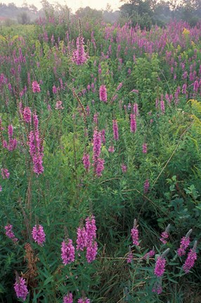 Framed Purple Loosestrife, Invasive Alien Plant, Portsmouth, New Hampshire Print