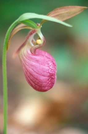 Framed Pink Lady&#39;s Slipper near Woodman Brook, Durham, New Hampshire Print