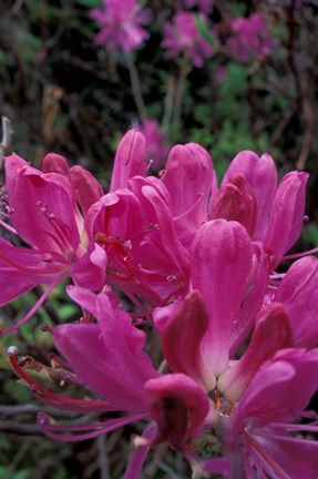 Framed Rhododendron, Old Bridle Path, White Mountains National Forest, New Hampshire Print