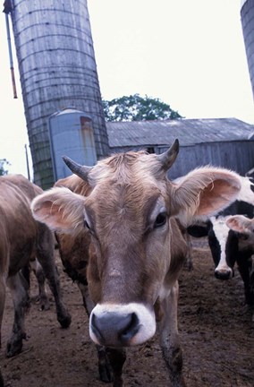 Framed Jersey Cow at the Hurd Farm in Hampton, New Hampshire Print