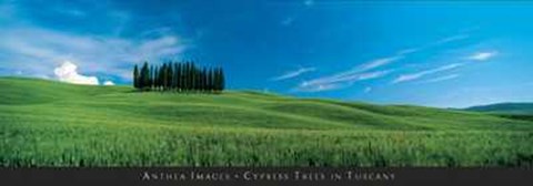Framed Cypress Trees in Tuscany Print