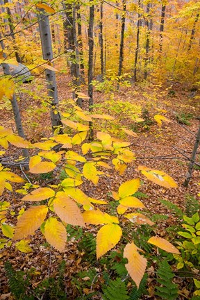 Framed Northern Hardwood Forest, New Hampshire Print