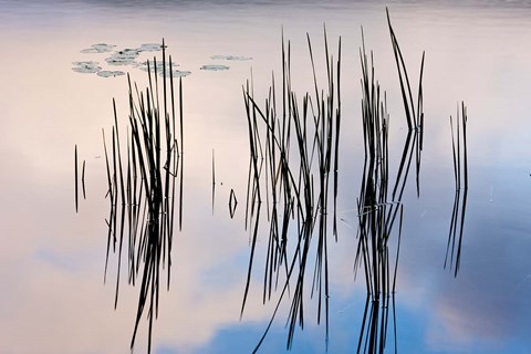 Framed Lily pads and cattails grow in Gilson Pond, Monadanock State Park, New Hampshire Print