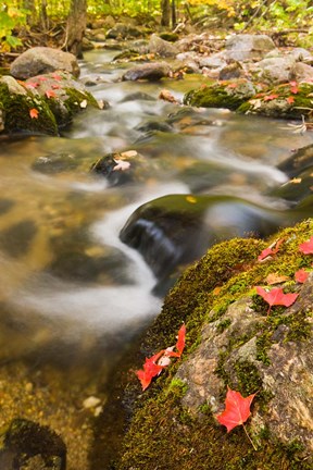 Framed stream in fall, Grafton, New Hampshire Print