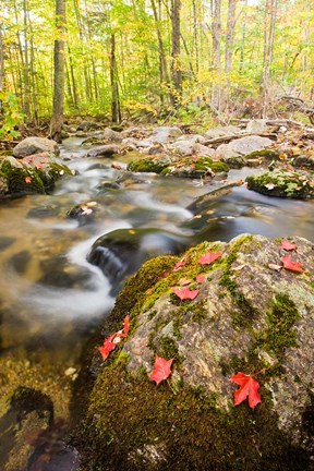 Framed Autumn stream, Grafton, New Hampshire Print