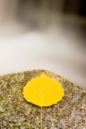 Framed aspen leaf next to a stream in a Forest in Grafton, New Hampshire Print