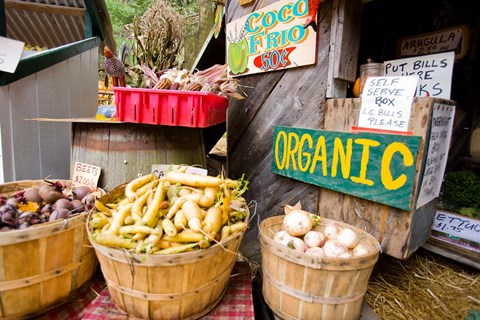 Framed Holderness, New Hampshire Print