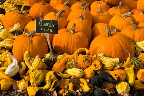 Framed Gourds at the Moulton Farm, Meredith, New Hampshire Print