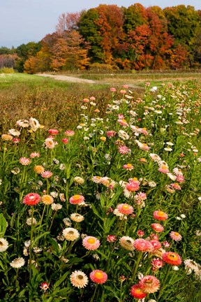 Framed Moulton Farm in Meredith, New Hampshire Print