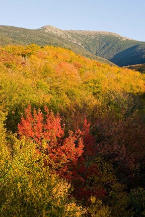 Framed Mount Lafayette in fall, White Mountain National Forest, New Hampshire Print